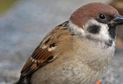 麻雀在线观看60,60分钟在线观看，揭秘神秘故事线